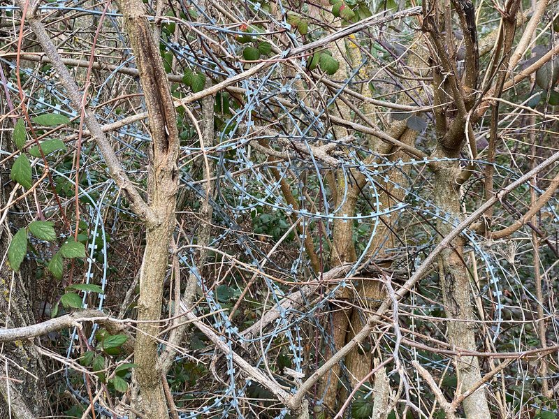 barbed wire tangled in branches