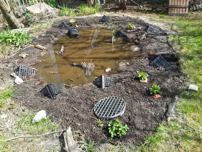 A Bog in Every Backyard