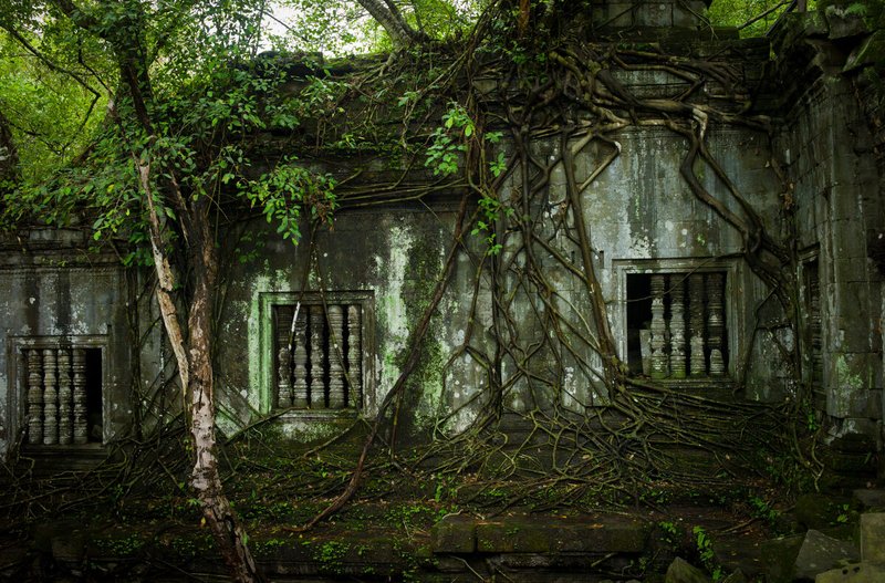 Overgrown. Angkor Watt.