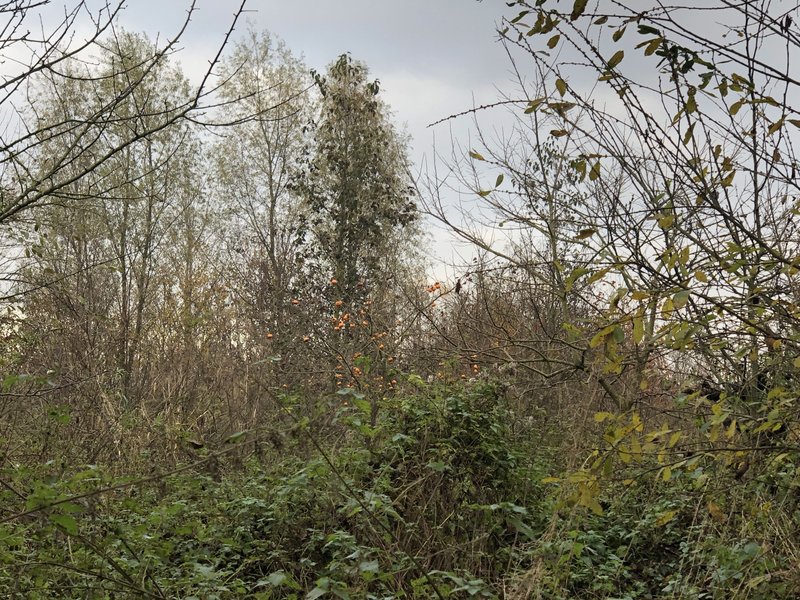 Autumnal Food Forest Snap Shot